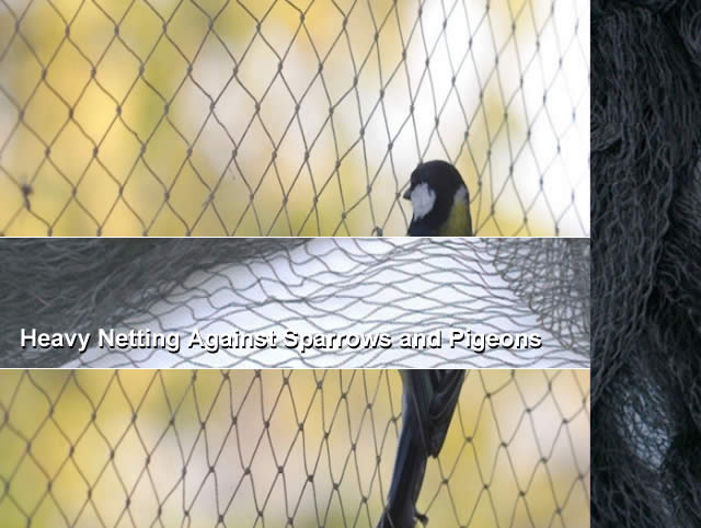 Heavy Netting Against Sparrows and Pigeons